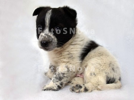 puppy_dog_animal_fauna_home