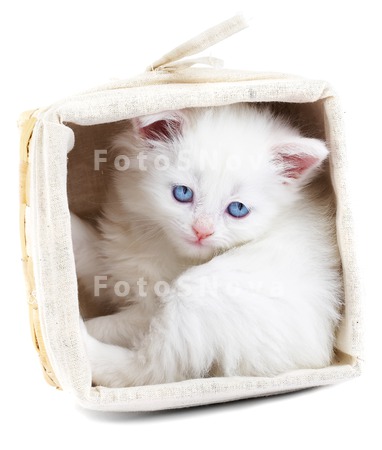 pets_animals_cat_white_fur_fel