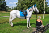 конь_лошадь_бела
