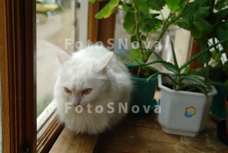 kot,_koshka,_belyiy,_pushistyi