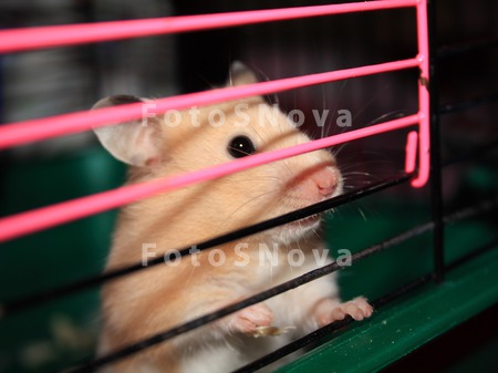 homyak_homyachok_gryizun_kletk