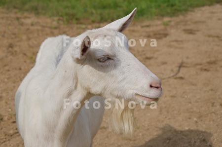 belaya_koza_domashnyaya_ferma_