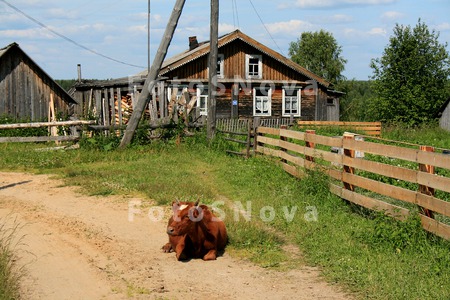 Telenok,_trava,_ulitsa,_derevn