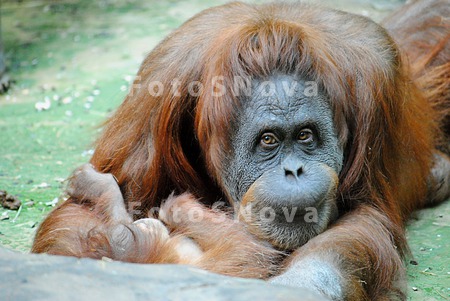 an_orang_utans_portrait,_an_or