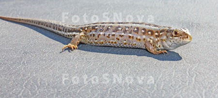 Lizard;reptile;red;brown;grey;