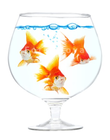 animals_goldfish_fish_pets_gol