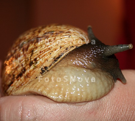 Bryuhonogie,_gastropodyi,_uli