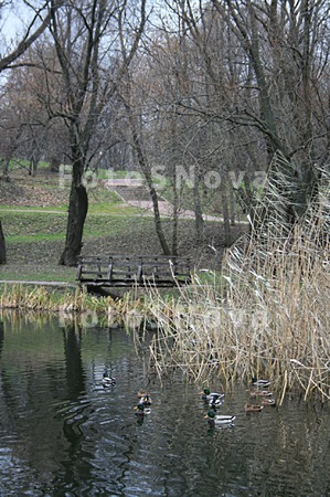 Dikie_utki_na_prudu_v_skvere_v